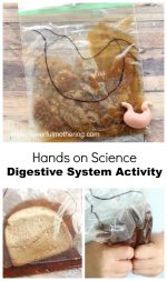 Digestive System Science Activity