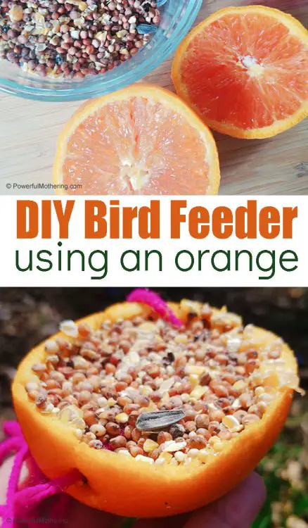 Easy Orange Peel Bird Feeder Craft