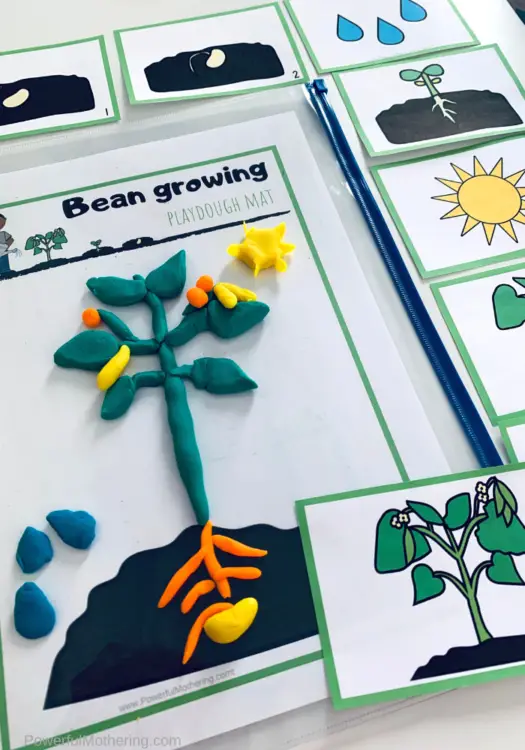 Growing Beans Play Dough Mats: A Life Cycle Activity