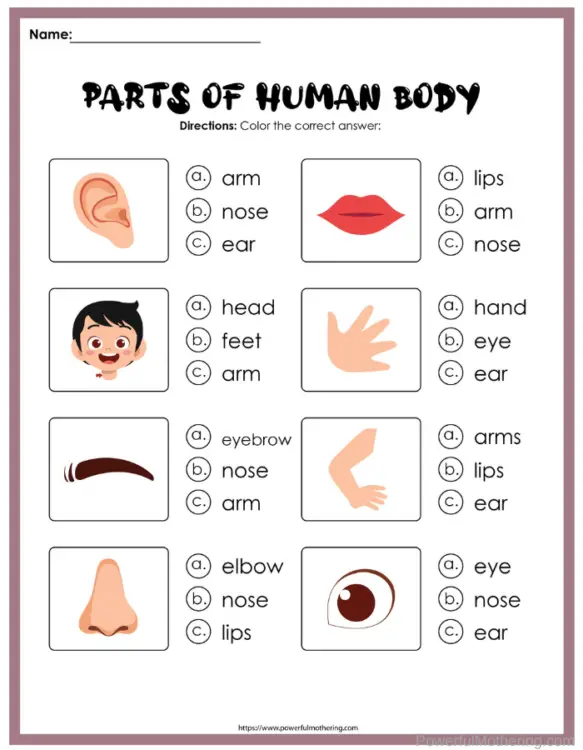 parts of the body pictures