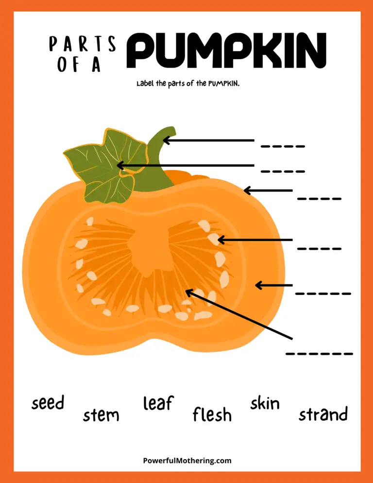 Parts of a pumpkin