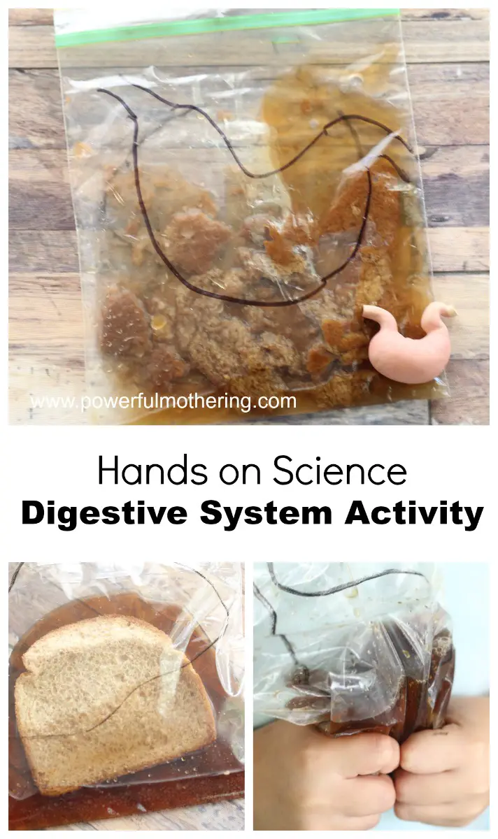 Digestive System Science Activity for Kids