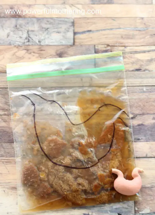 Digestive System Science Activity